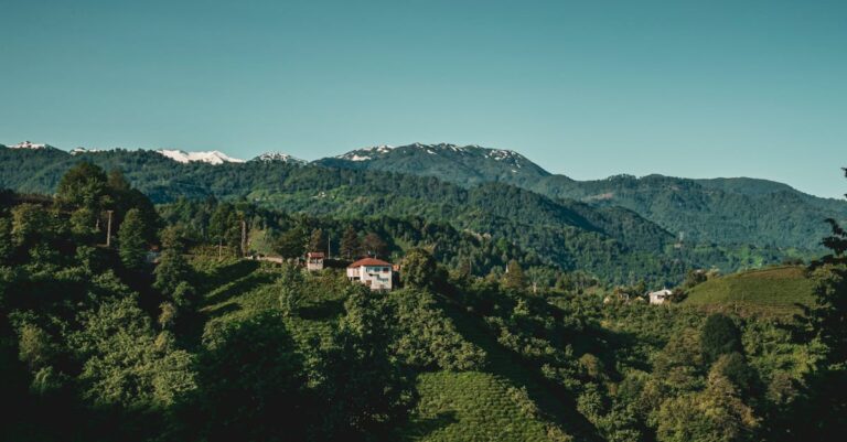 découvrez les forêts bretonnes, des paysages enchanteurs où la nature sauvage se mêle à la culture riche de la bretagne. explorez des sentiers pittoresques, admirez une biodiversité unique et laissez-vous séduire par la magie de ces forêts ancestrales.