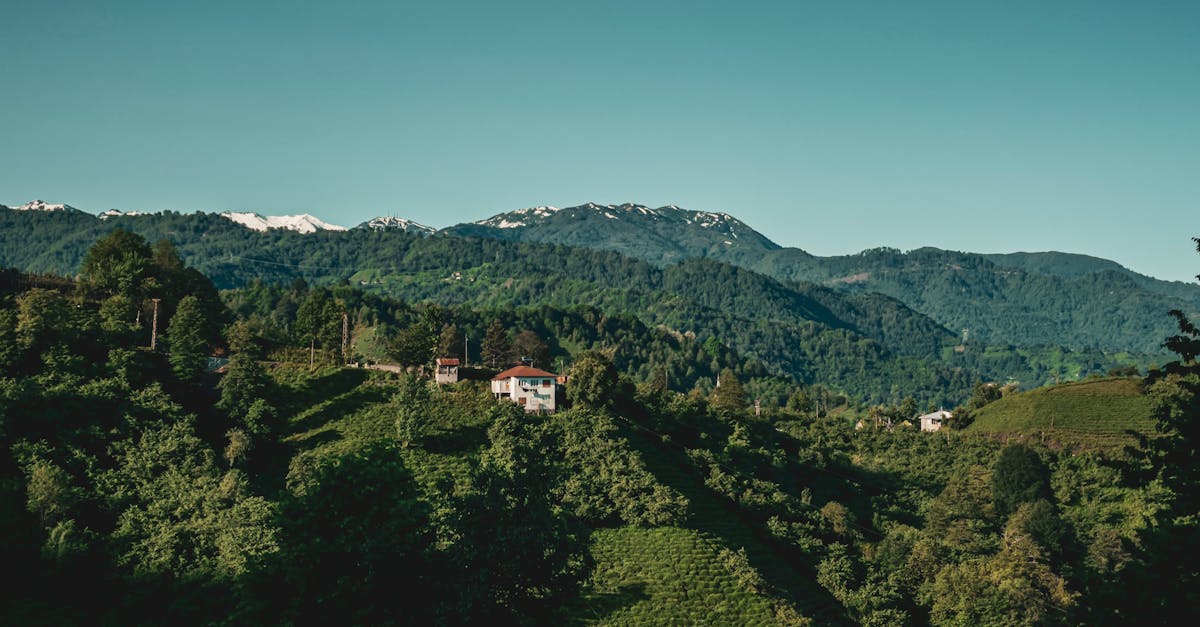 découvrez les forêts bretonnes, des paysages enchanteurs où la nature sauvage se mêle à la culture riche de la bretagne. explorez des sentiers pittoresques, admirez une biodiversité unique et laissez-vous séduire par la magie de ces forêts ancestrales.