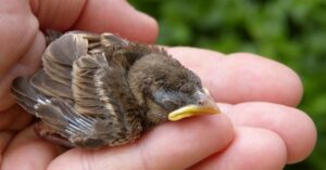 Chick sexing: discover everything about this fascinating and little-known profession