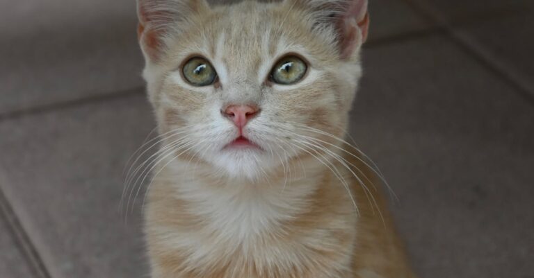 découvrez tout sur la sensibilité iso, un paramètre clé en photographie qui influence la luminosité et la qualité de vos images. apprenez comment ajuster la sensibilité iso pour améliorer vos photos en fonction de la lumière ambiante et de vos besoins créatifs.