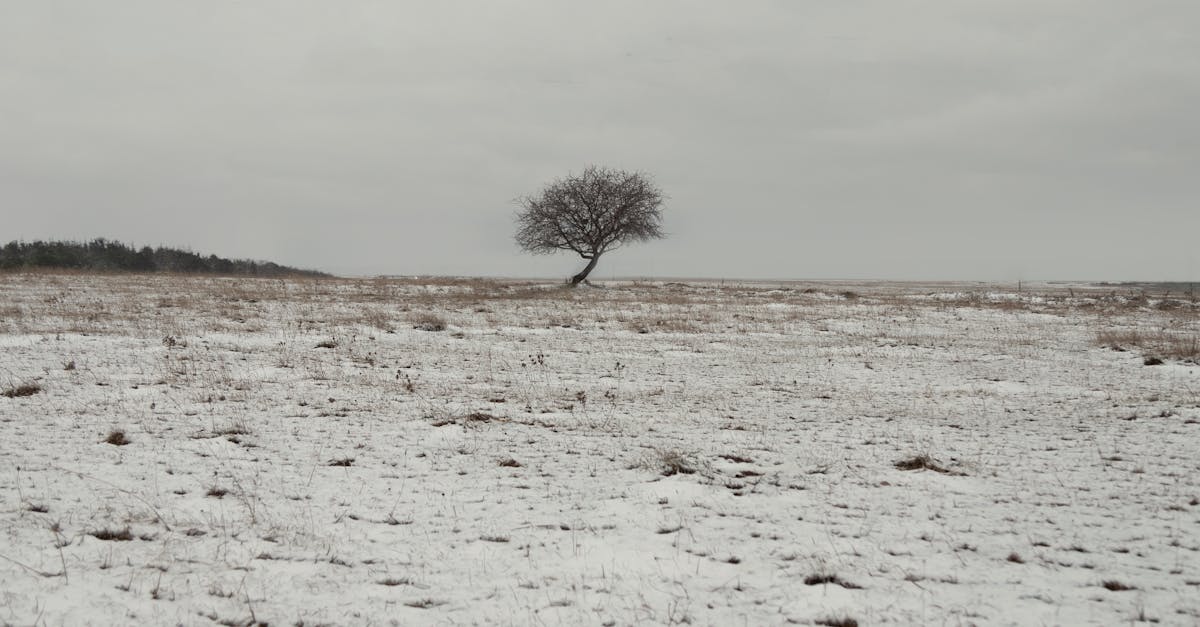 découvrez le nièvre, un département riche en histoire et en nature, situé au cœur de la bourgogne. explorez ses paysages pittoresques, ses charmants villages et ses sites historiques, tout en profitant de la gastronomie locale et des activités de plein air.