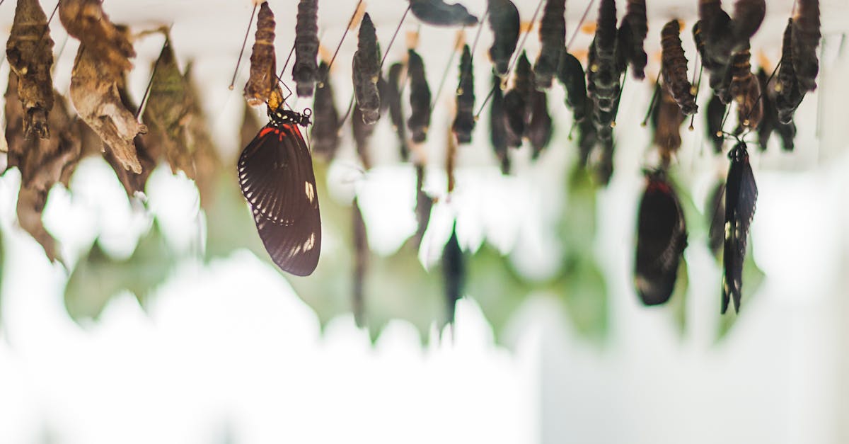 découvrez le concept de cocon sémantique, une stratégie seo innovante pour structurer votre contenu de manière cohérente et pertinente. améliorez votre visibilité en ligne et attirez un trafic ciblé grâce à une architecture de site optimisée qui s'appuie sur des thématiques connectées et des mots-clés stratégiques.