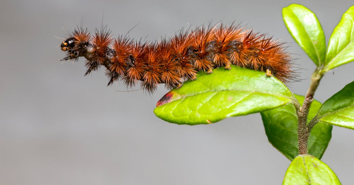 découvrez le concept de semantic cocoon, une stratégie innovante pour améliorer le référencement naturel de votre site web. apprenez à structurer votre contenu de manière cohérente et pertinente afin d'attirer et de retenir l'attention de vos visiteurs tout en optimisant votre visibilité sur les moteurs de recherche.