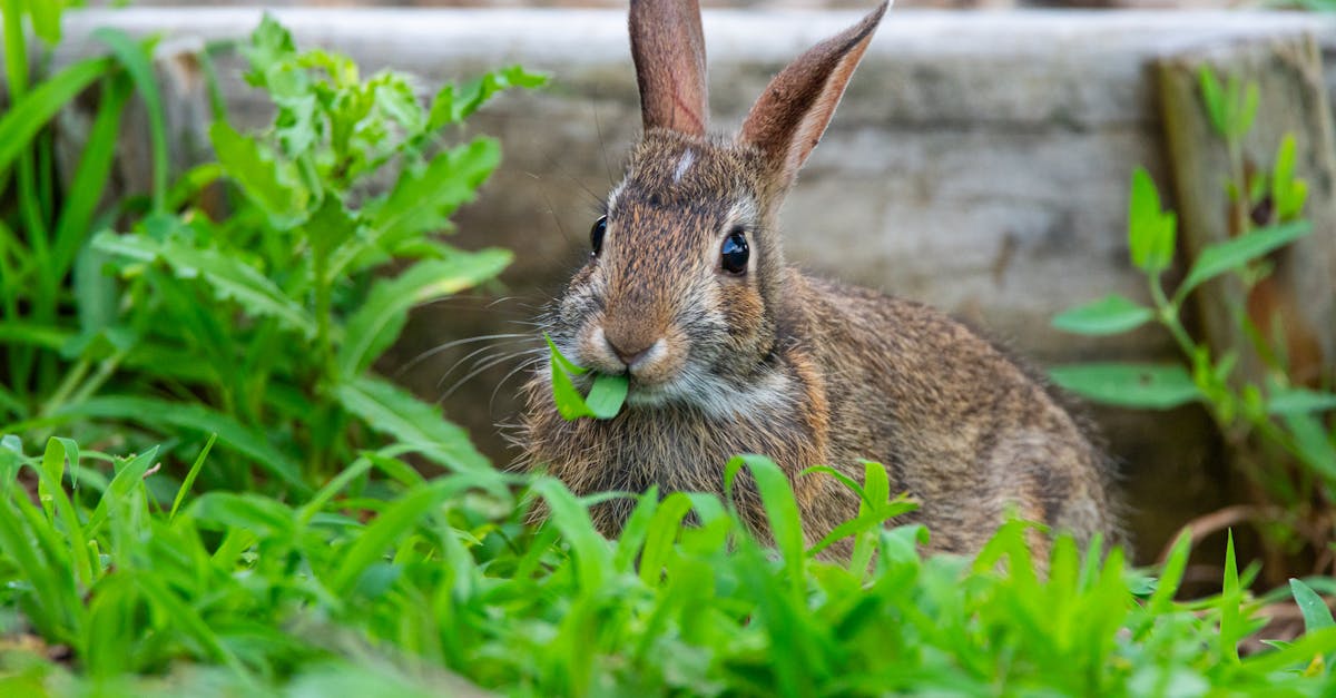 Descubra como os resumos gerados por IA estão transformando a maneira como consumimos informações, fornecendo resumos claros e concisos que facilitam a compreensão e a análise de conteúdos complexos.