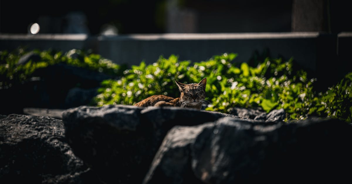 découvrez le google pixel 9 pro xl, le smartphone ultime avec un appareil photo révolutionnaire, des performances impressionnantes et une expérience utilisateur fluide. capturez chaque instant avec des images d'une clarté exceptionnelle et profitez d'une autonomie prolongée grâce à sa batterie optimisée.