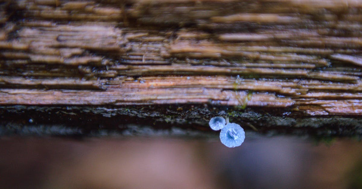 इम्पैक्ट फेम्स