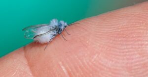 फ्रांस में सूक्ष्म उद्यमिता के नए आंकड़ों की खोज