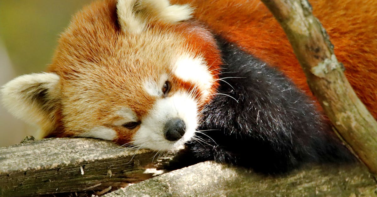 Esse reposicionamento radical pode efetivamente transformar a concorrência, permitindo que uma plataforma como o Firefox volte a ser uma verdadeira revolução na luta por uma web mais livre e menos centralizada. Ao fortalecer essa postura de privacidade, a Mozilla também pode atrair um público mais engajado por uma internet mais ética, o que, em 2025, pode realmente funcionar a seu favor contra o crescente poder do Google.