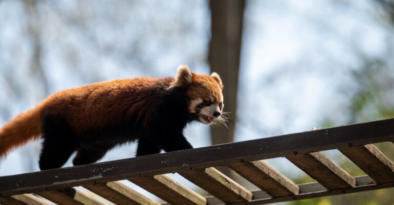 découvrez mozilla firefox, le navigateur web puissant et respectueux de votre vie privée. profitez d'une navigation rapide, de fonctionnalités avancées et d'une multitude d'extensions pour personnaliser votre expérience sur internet.