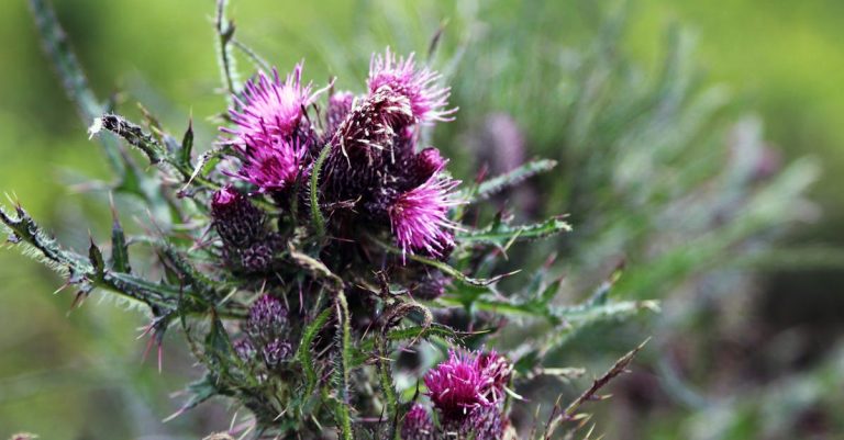 découvrez caledonia, une destination unique offrant des paysages spectaculaires, une culture riche et des activités inoubliables pour tous les voyageurs en quête d’aventure et d’authenticité.