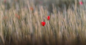 Google 2025 : Découvrez le Pixel 10 et les grandes nouveautés à venir