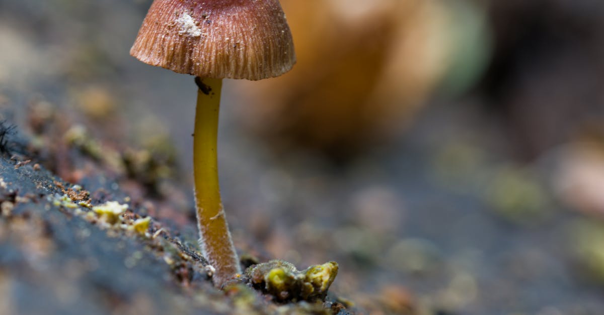 تضمينات المتجهات: التكنولوجيا التي تُحدث ثورة في رسم الخرائط الدلالية في تحسين محركات البحث