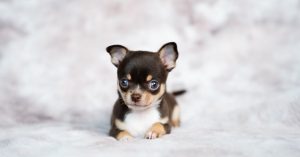 协议 3310 的薪资等级 – 软件出版商 – Kevin Grillot