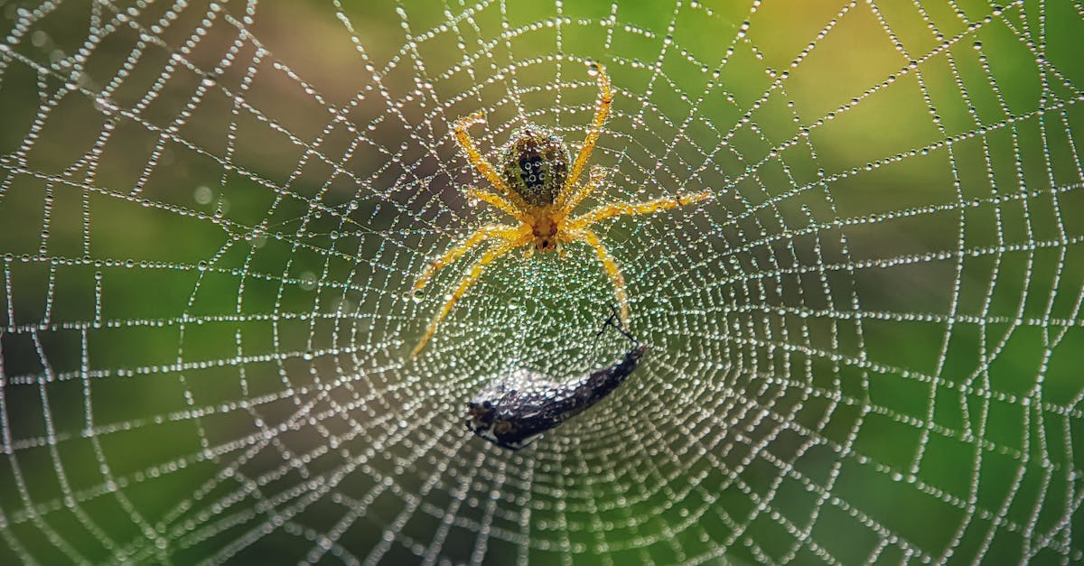 découvrez les core web vitals, les indicateurs clés de performance web essentiels pour optimiser l'expérience utilisateur et améliorer le référencement de votre site.