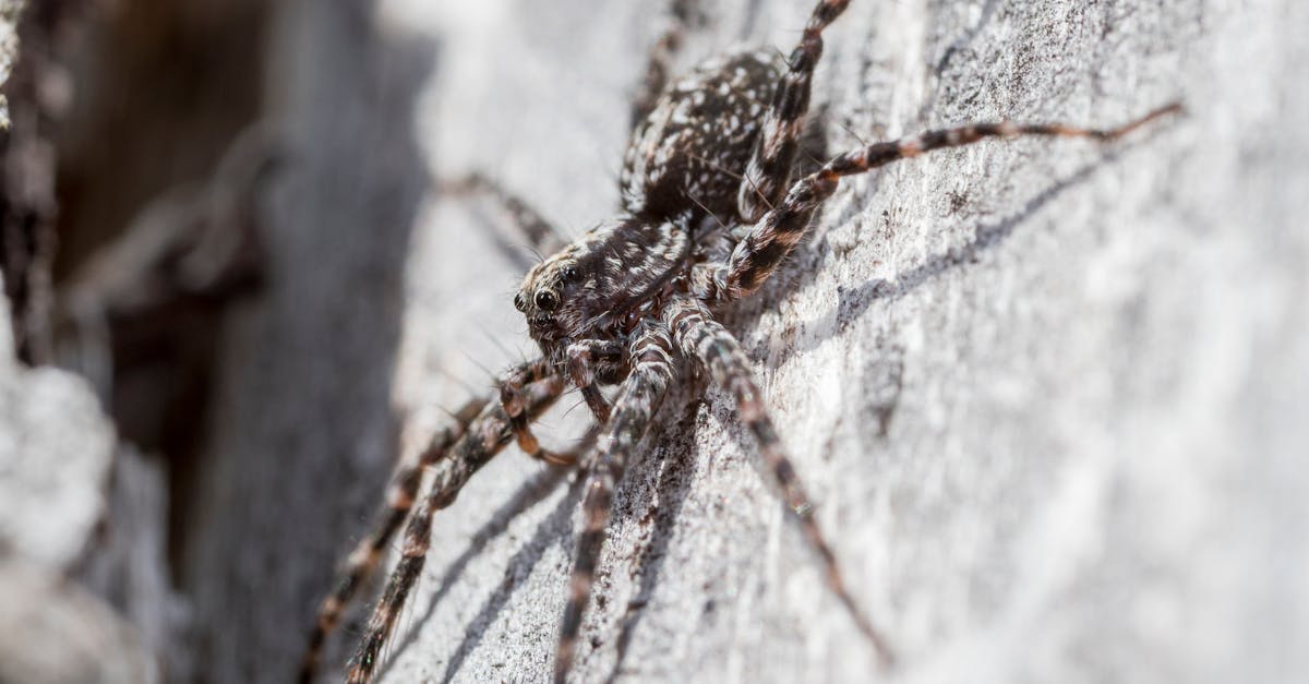 Несомненно, оптимизированное присутствие в интернете в сочетании с глубоким пониманием показателей авторитетности и сигналов индексации может иметь решающее значение в условиях, когда искусственный интеллект определяет большую часть процесса поиска и выбора контента.