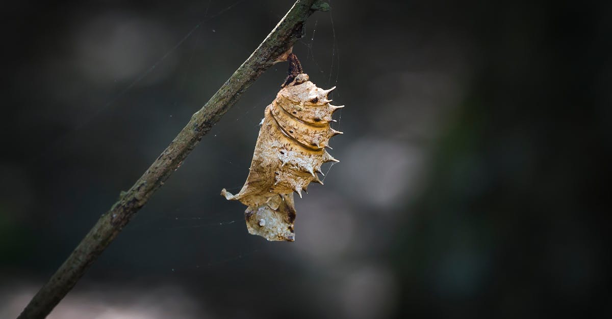 découvrez semantic cocoon, une solution innovante pour structurer et enrichir vos données sémantiques, optimisant ainsi la compréhension et la pertinence de vos contenus en ligne.